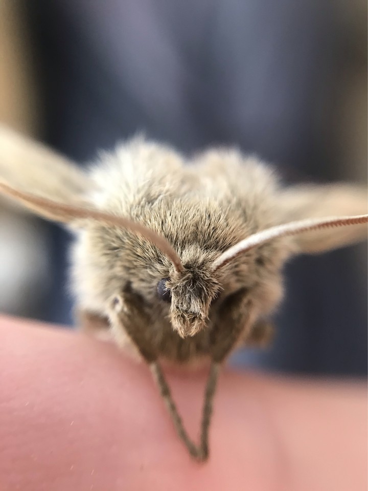 Giant moth