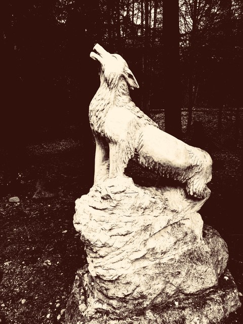 wolf