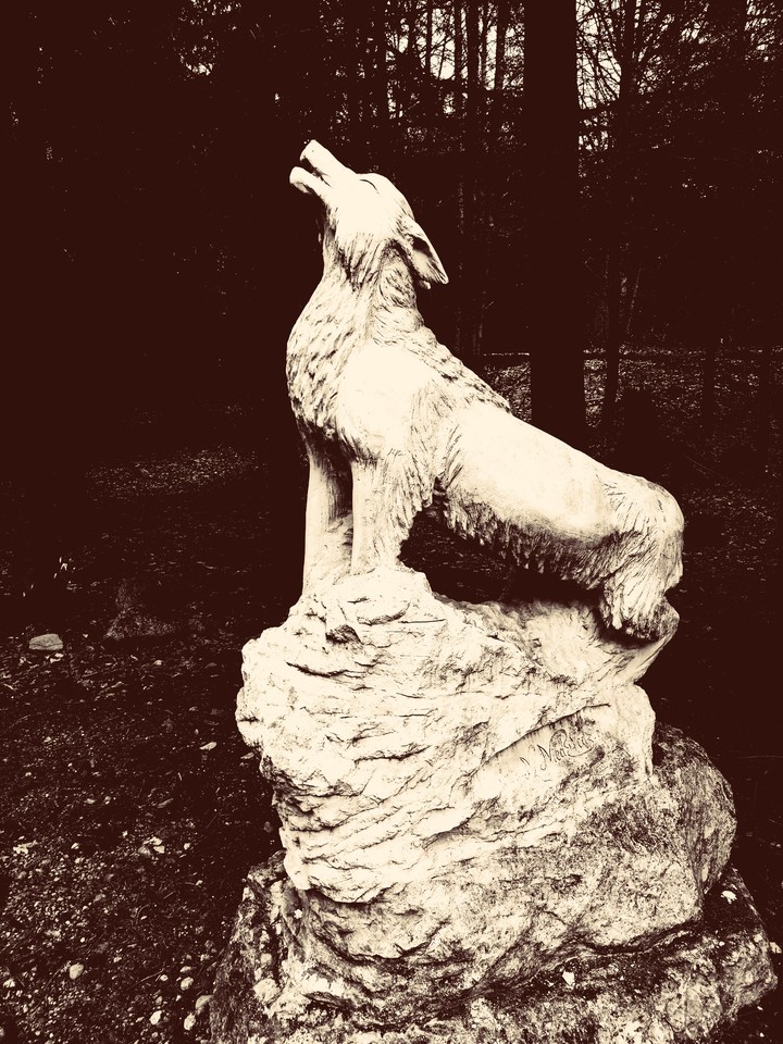 wolf
