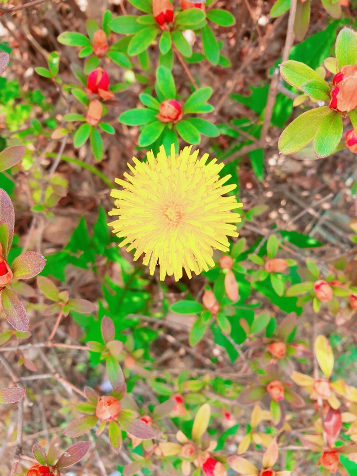 flower