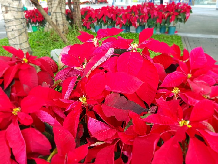 poinsettias