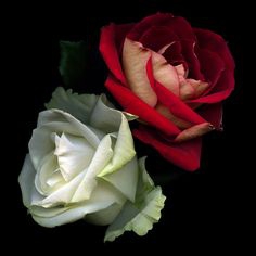 my rose