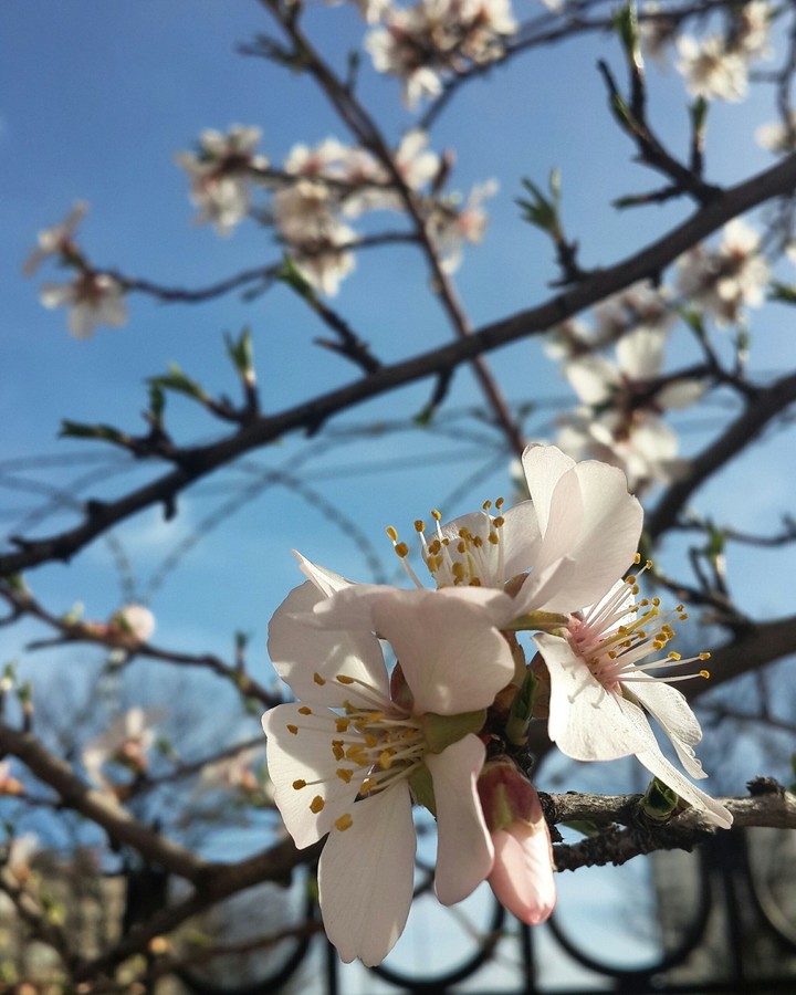 Lovely spring