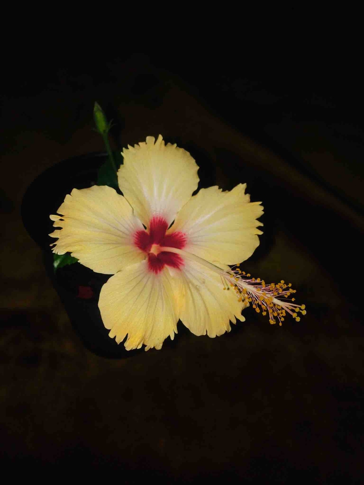 #flower
