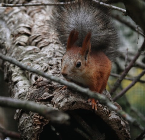 ταπετσαρίες Squirrel, snout