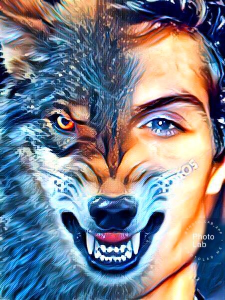 wolf