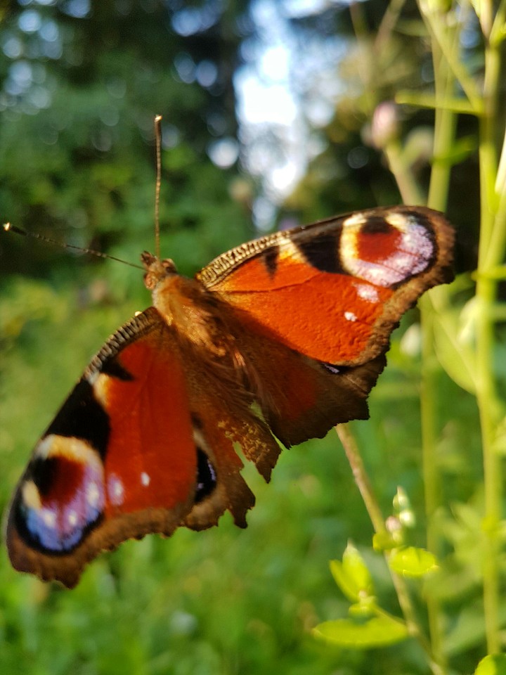 Butterfly