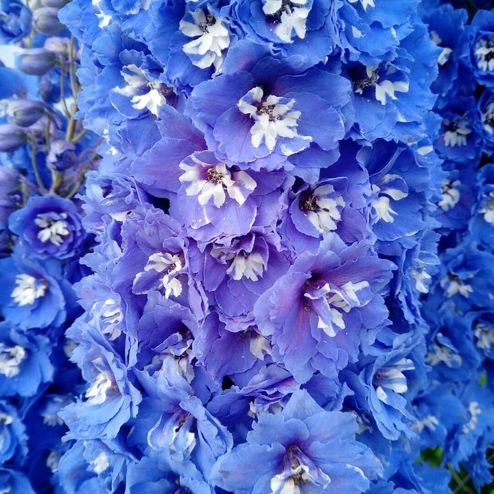 delphinium