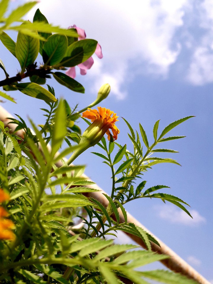 flower and cloud