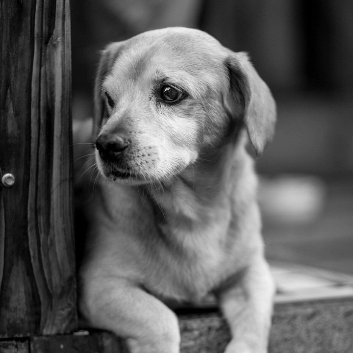 Puppy