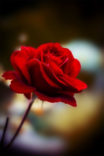 rose