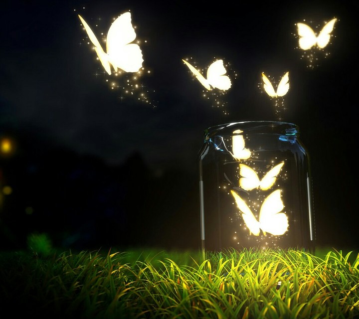 Butterflies