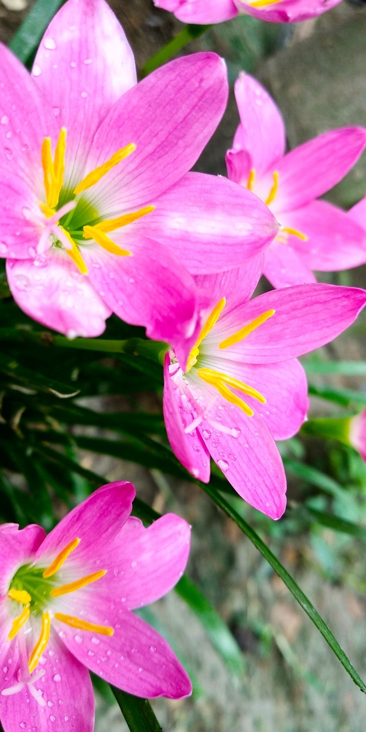 Indian flower 
