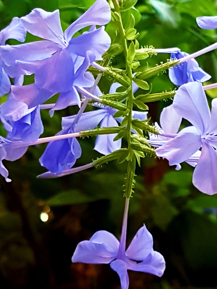 fiori