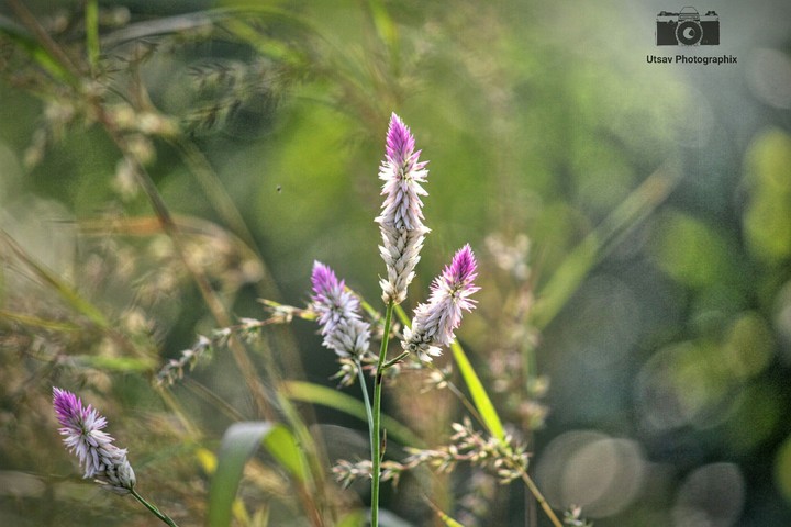 Flowers