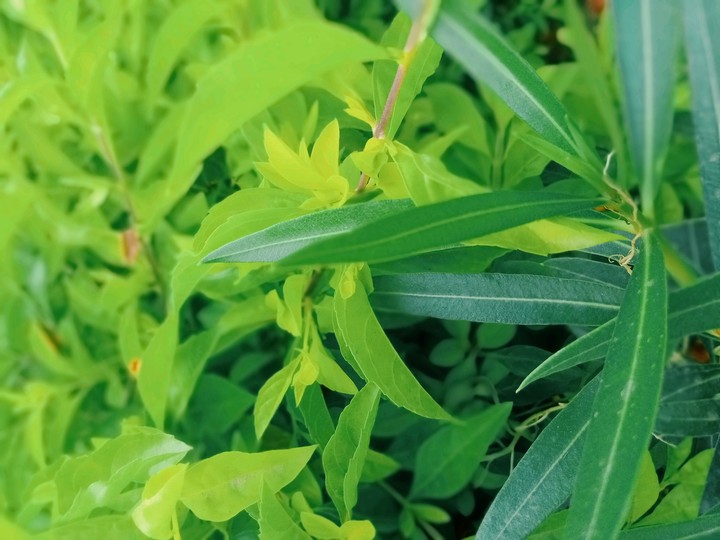 leaves