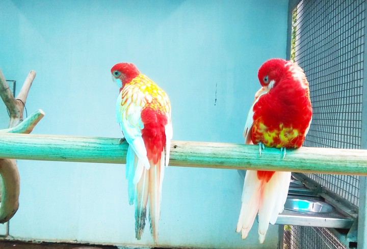 love birds