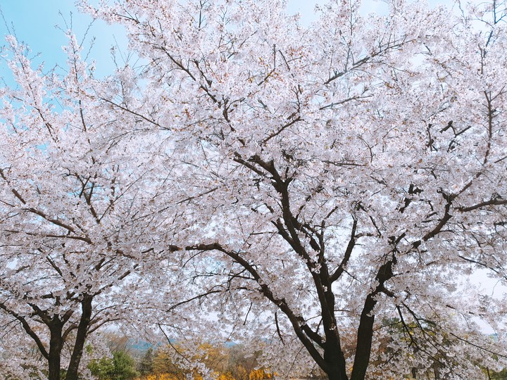 Cherry Blossom