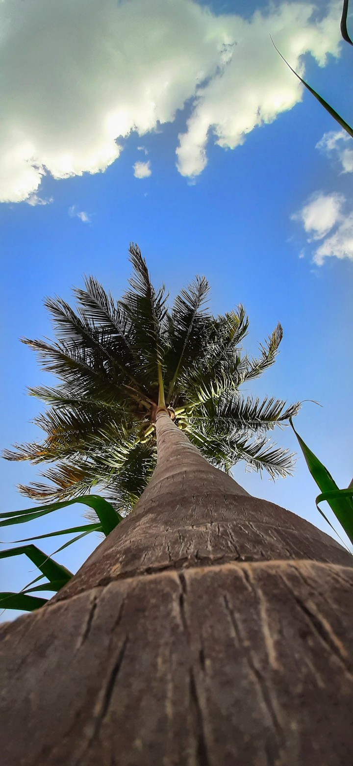 coconut tree