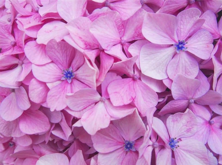 紫陽花