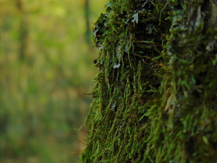 #tree #moss #wood #green #autumn