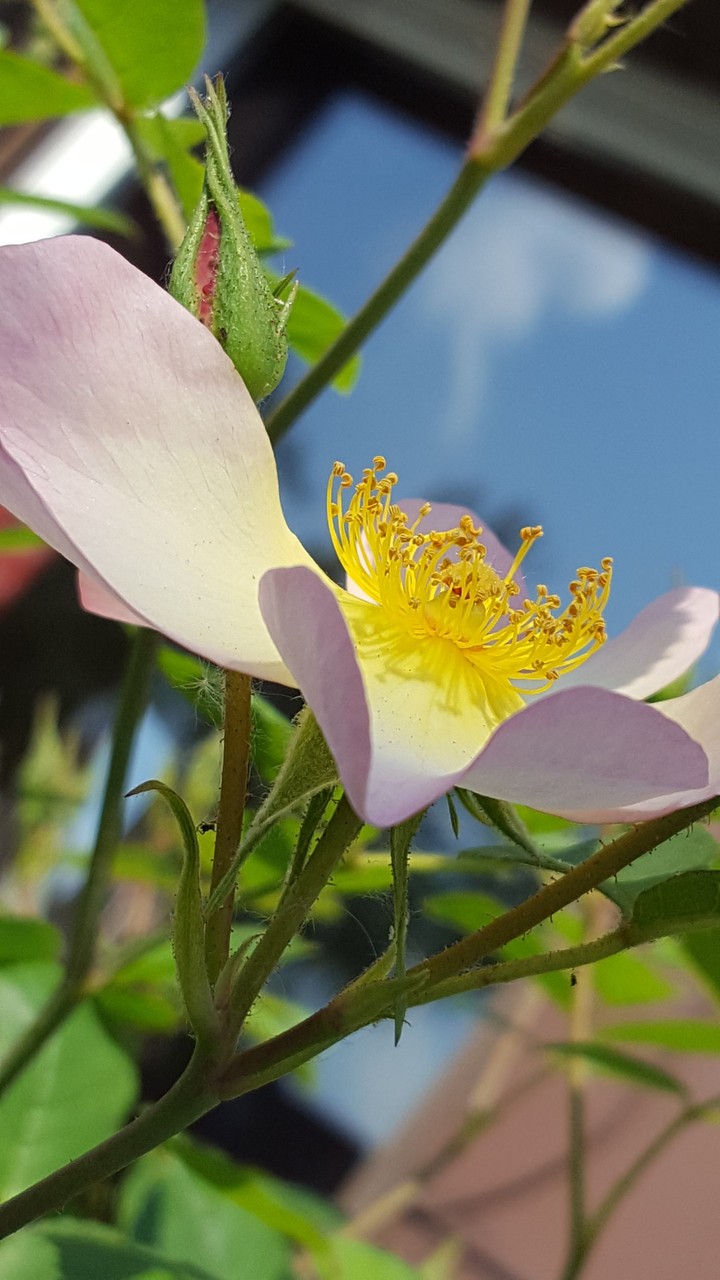 rose wide open