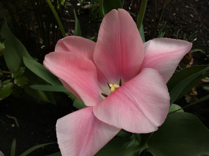 Spring
