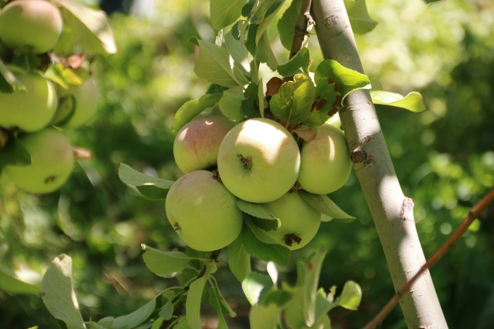 apple