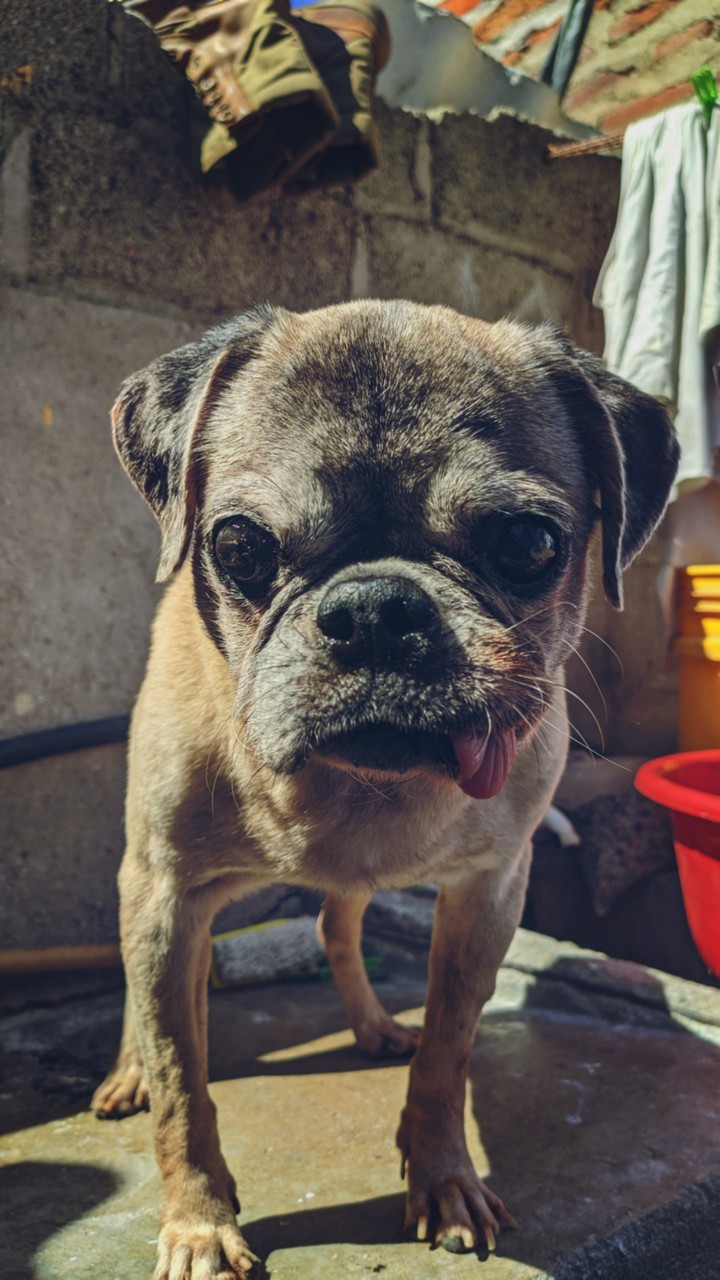dog