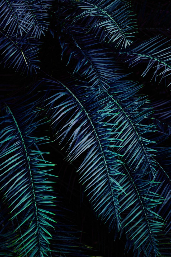 leaf