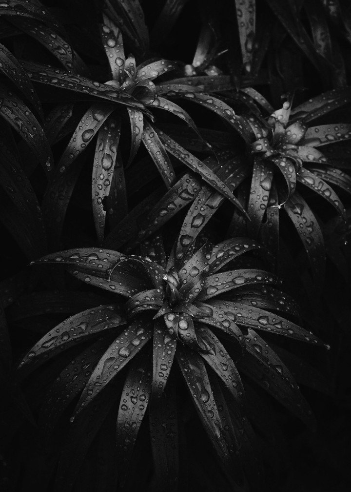 wallpaper
