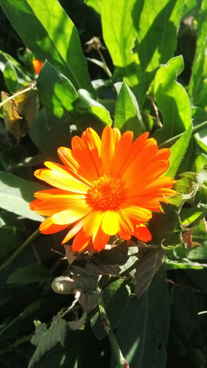 flower 