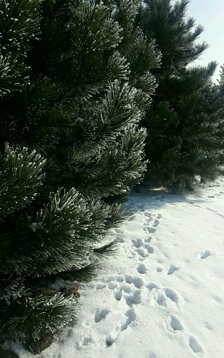 snow