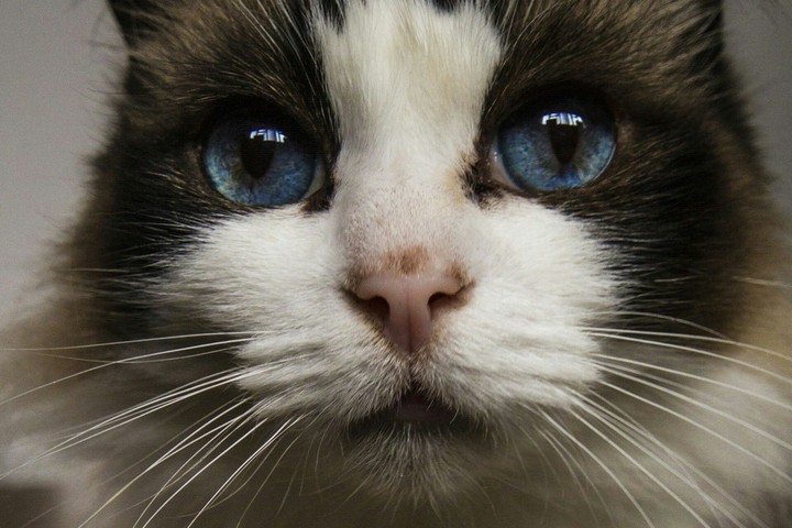 cat