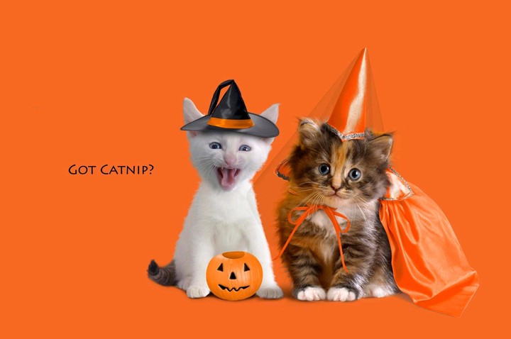 #Halloween