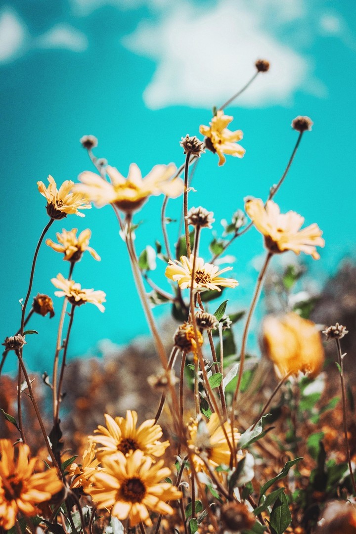 flowers