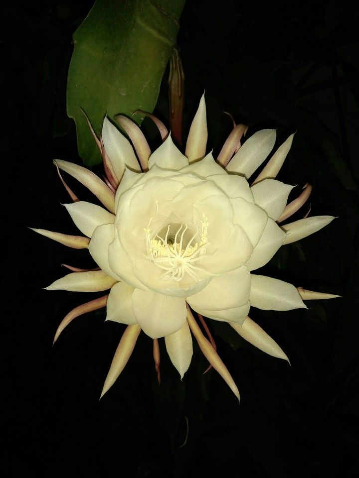 night bloom