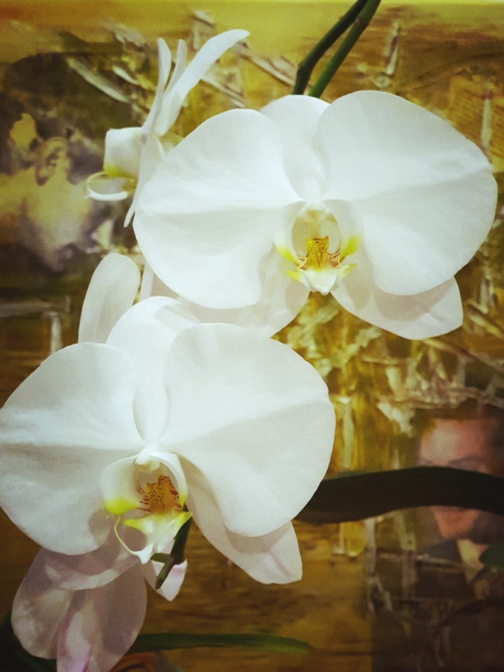 my favourite orchid