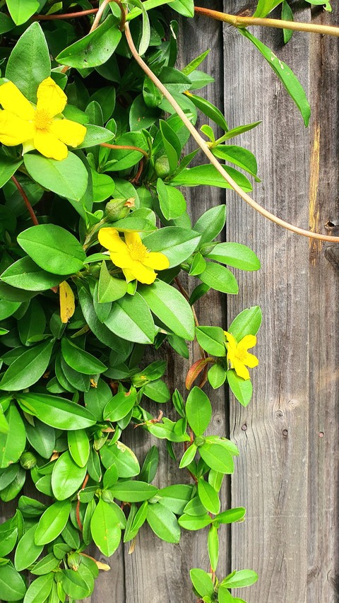 yellow, green wallpapers