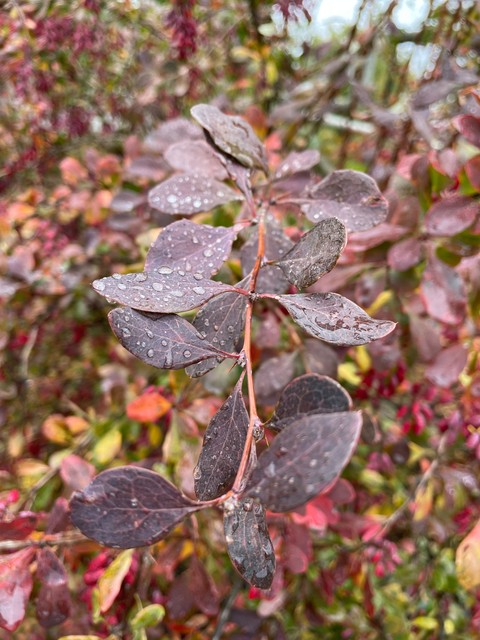 Mahonia