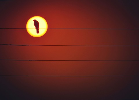 Sunrise Bird