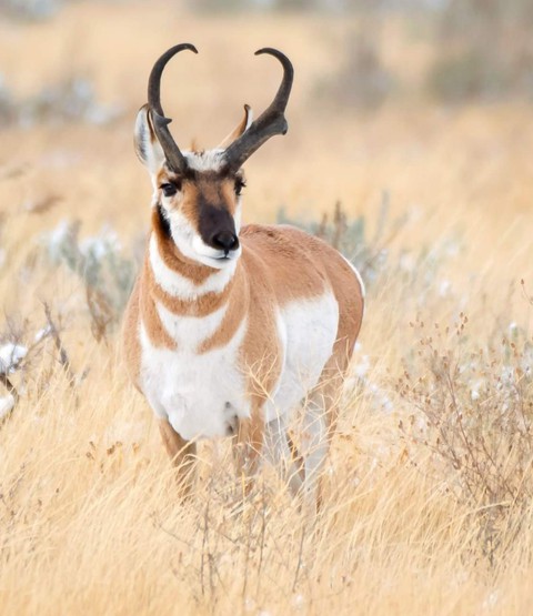 Pronghorn