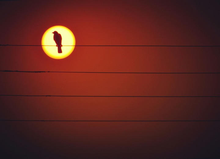 Sunrise Bird