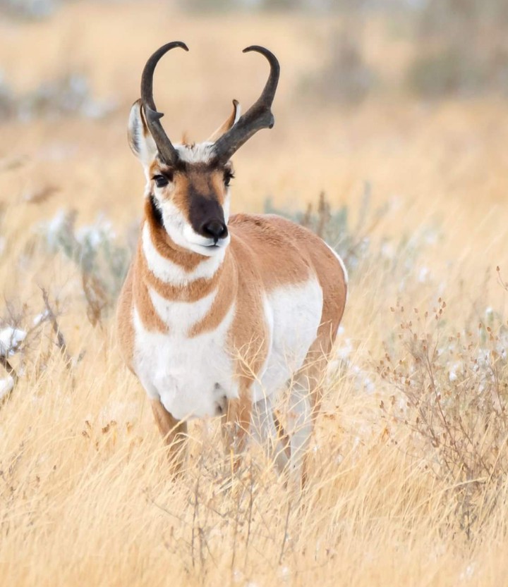 Pronghorn