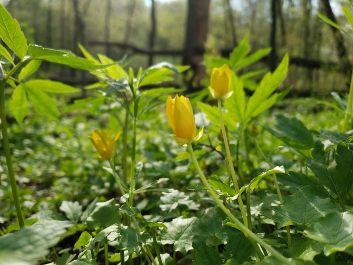Ukrainian spring