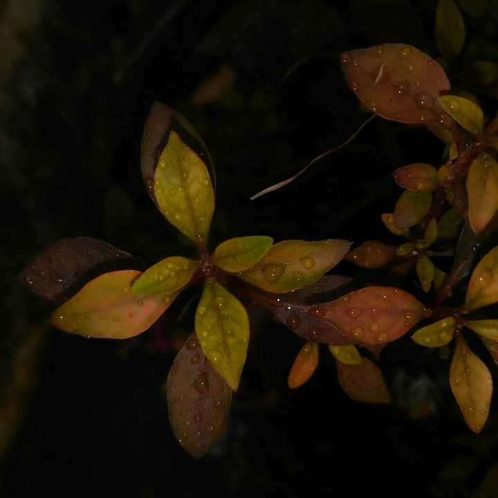 dark