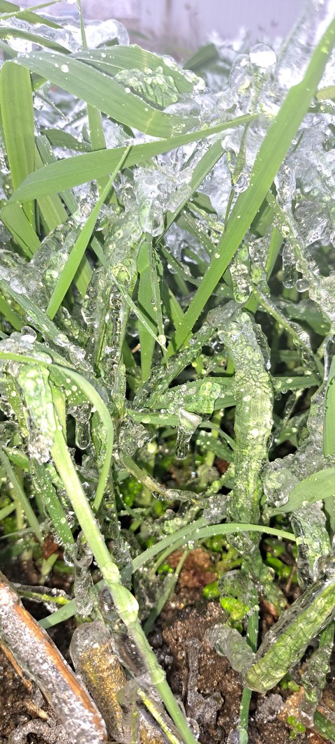 ice, 露水壁纸