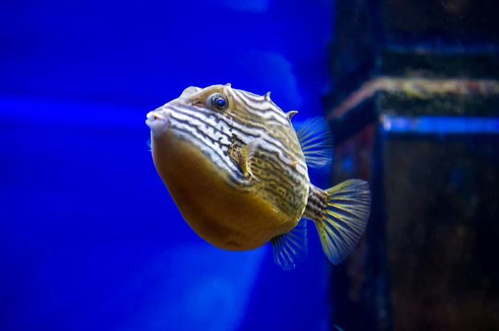 Fish