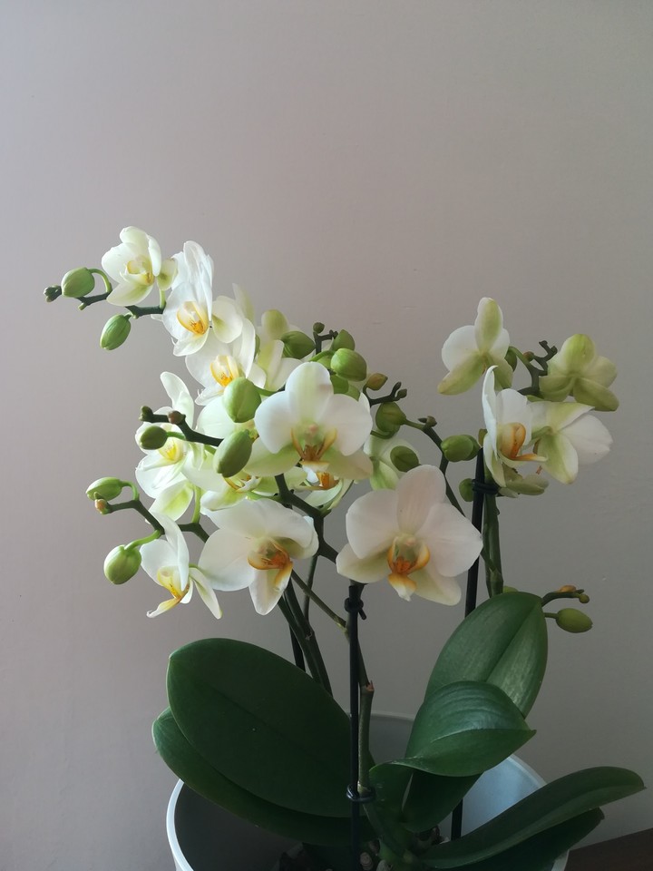 orchid