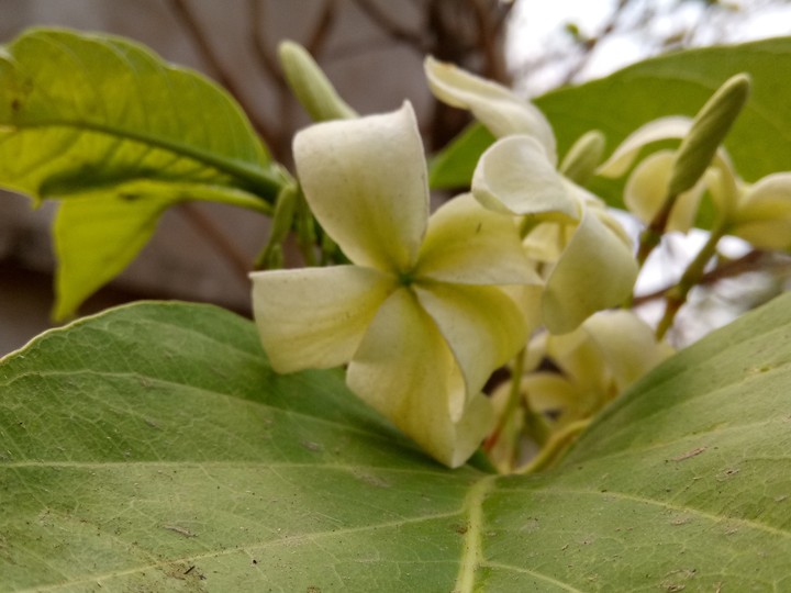 flower